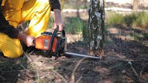 How Our Tree Care Process Works  in  Topton, PA