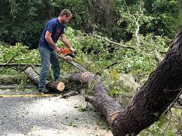 Professional Tree Care in Topton, PA