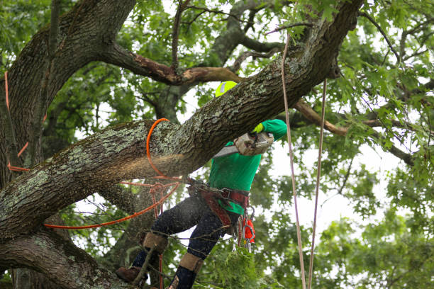 Tree and Shrub Care in Topton, PA