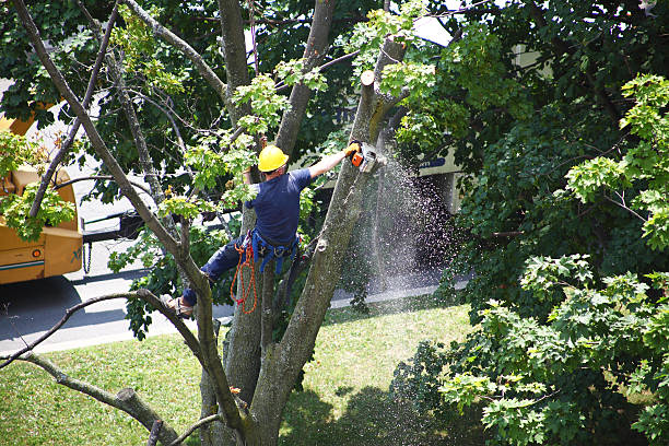 Lawn Maintenance Plans in Topton, PA