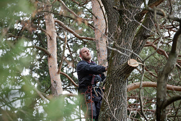 Trusted Topton, PA Tree Care Experts